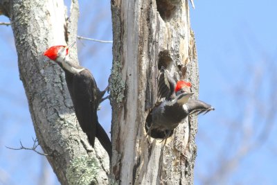 Pileated woodpecker 
