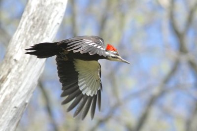 Pileated woodpecker 