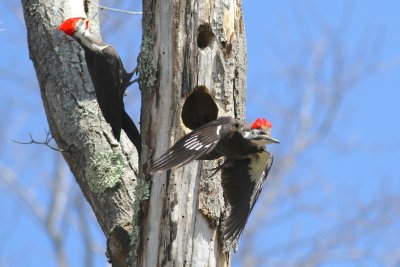 Pileated woodpecker 
