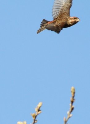 Purple finch