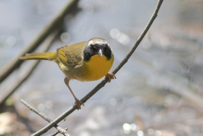 Common yellowthroat