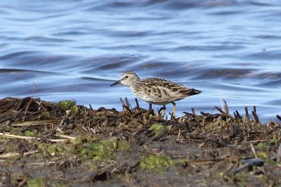 Least sandpiper