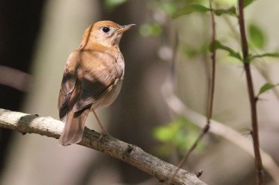 Veery