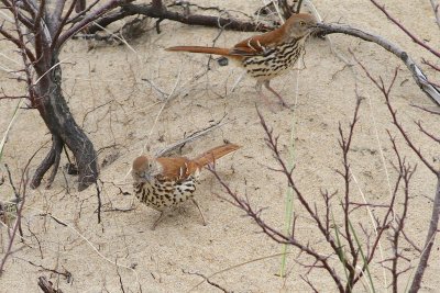 Brown thrasher