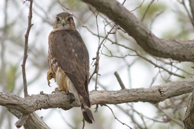 Merlin