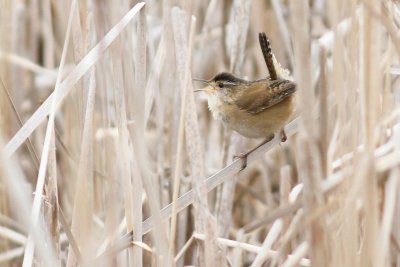 Marsh wren