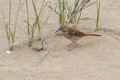 Northern thrasher