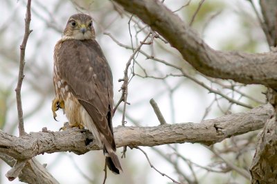 Merlin
