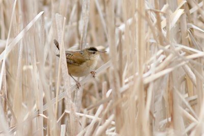 Marsh wren