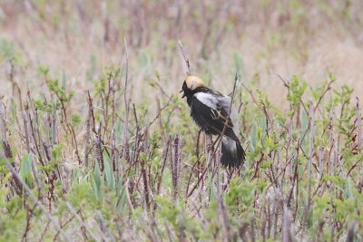 Bobolink