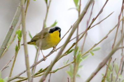 Common yellowthroat 