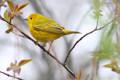 Yellow warbler 
