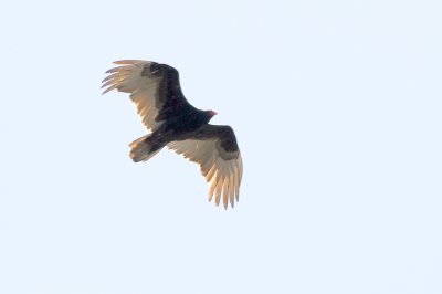 Turkey vulture