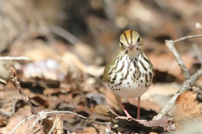 Ovenbird