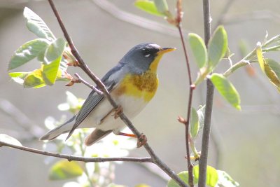 Northern parula