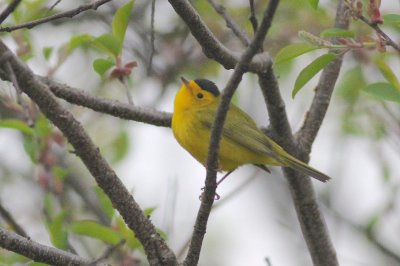 Wilson's warbler 