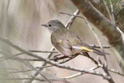 American redstart female