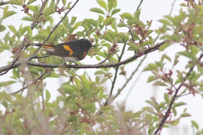 American redstart