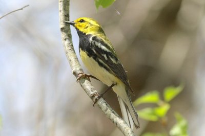Black throated green warbler