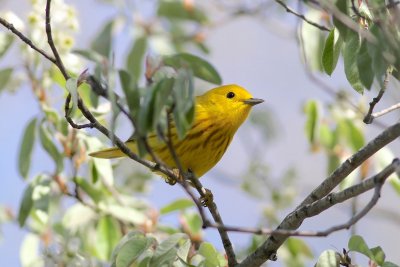 Yellow warbler