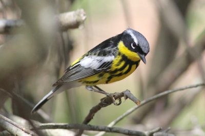 Magnolia warbler