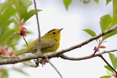 Wilson's warbler