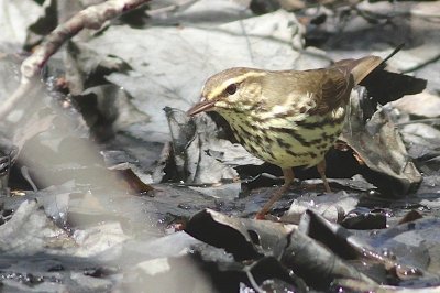Northern waterthrush