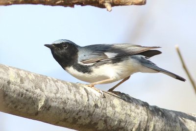 Black throated blue warbler