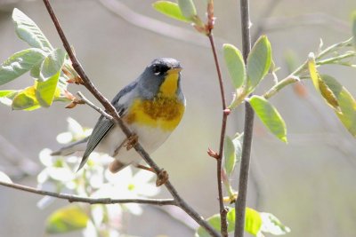 Northern parula