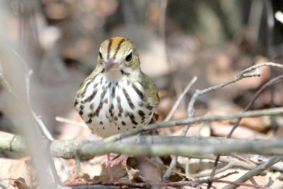 Ovenbird