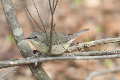 Female black throated blue warbler