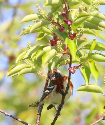 Bay breasted warbler