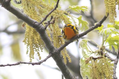 Blackburnian warbler