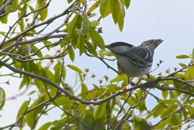 Blackpoll warbler