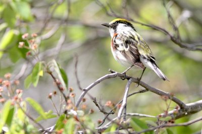 Chestnut sided warbler