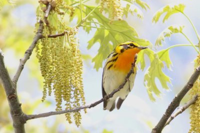 Blackburnian warbler
