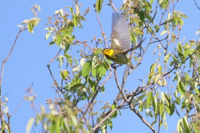 Cape may warbler 
