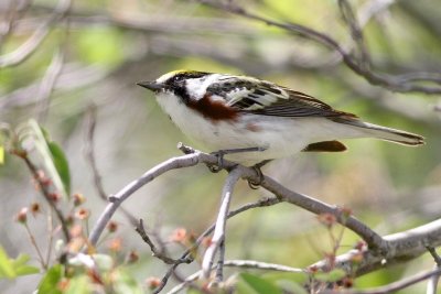 Chestnut sided warbler