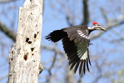 Pileated woodpecker