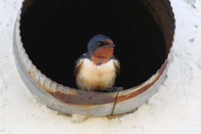 Barn swallow