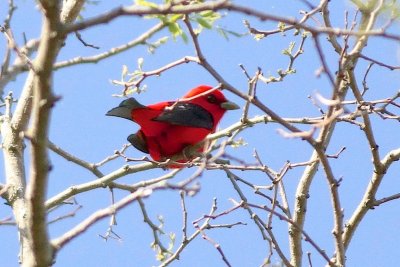 Scarlet tanager