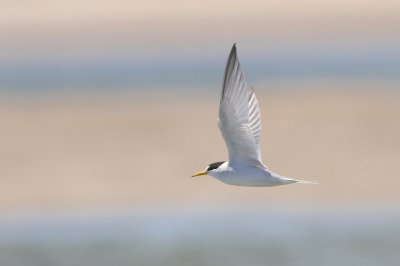 Least tern 