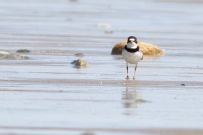 Semipalmated plover