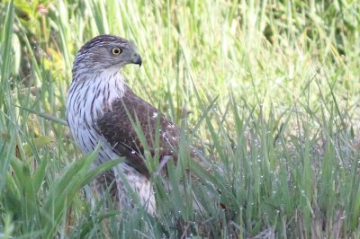 Sharp shinned hawk
