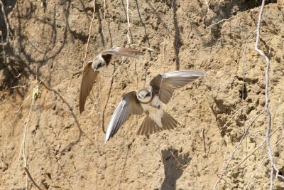 Bank swallow