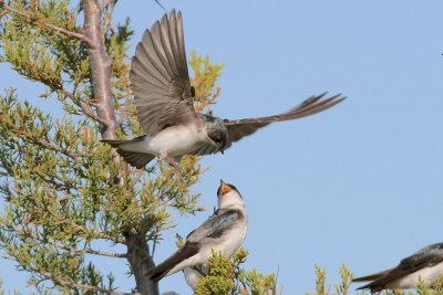 Tree swallow