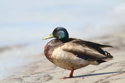 Mallard 