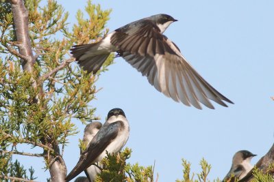 Tree swallow