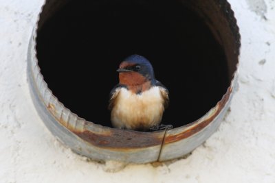 Barn swallow