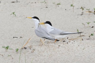 Least tern
